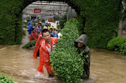 (7月1日，盘龙大观园内，员工们正在抢救杜鹃盆栽。)